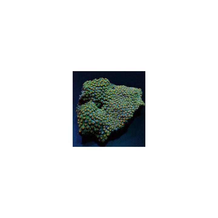 Cyphastrea spp. (Premium) | LPS-kivikoralli | Akvaariokeidas