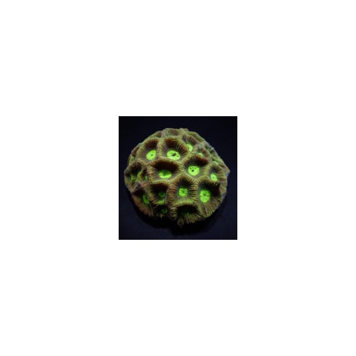 Goniastrea spp. (Green) | LPS-kivikoralli | Akvaariokeidas