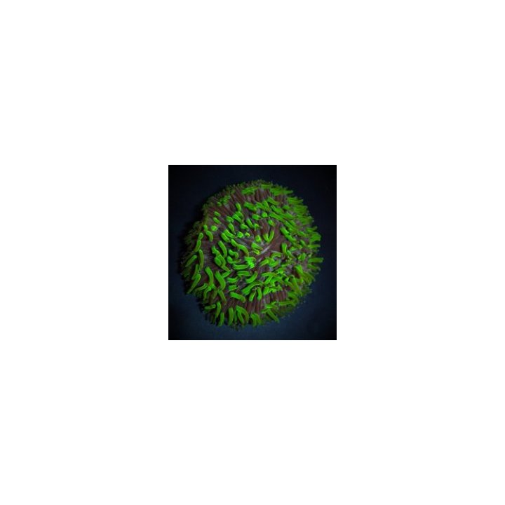 Cycloseris spp. (Green) | LPS-kivikoralli | Akvaariokeidas