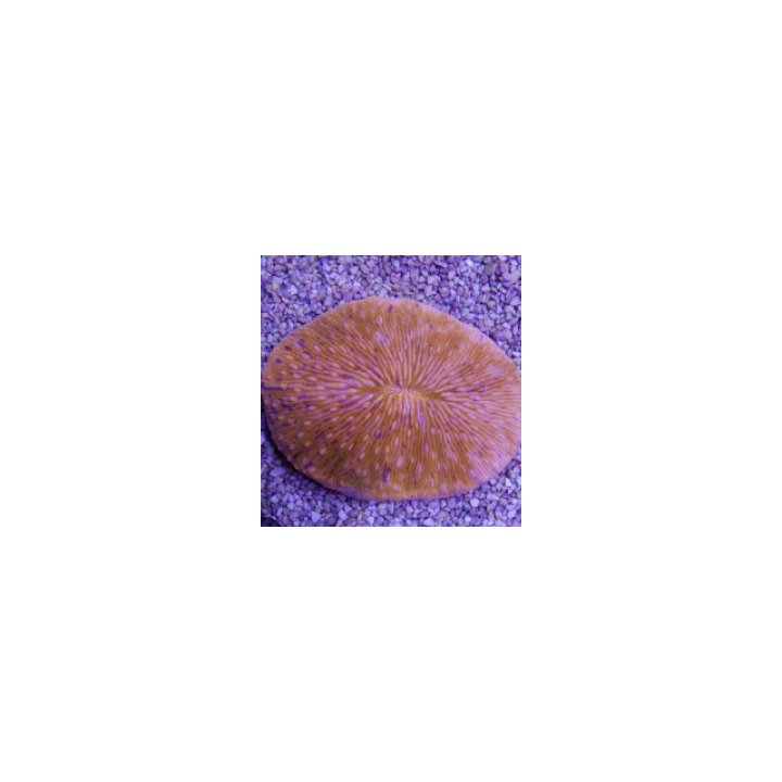 Fungia spp. (Oval Orange) | LPS-kivikoralli | Akvaariokeidas