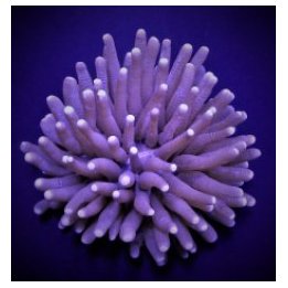 Heliofungia actiniformis (Common) | LPS-kivikoralli | Akvaa…