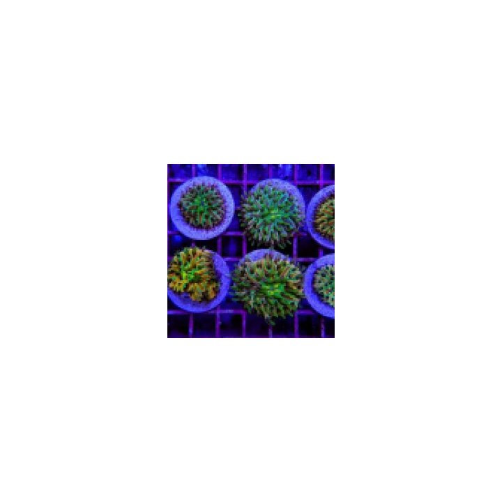 Cycloseris spp. (Rainbow) | LPS-kivikoralli | Akvaariokeidas