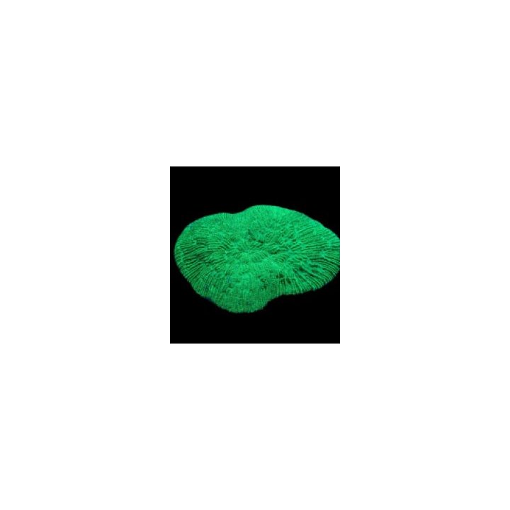 Herpolitha limax (Green) | LPS-kivikoralli | Akvaariokeidas