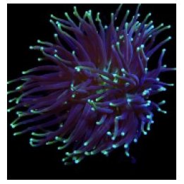 Heliofungia actiniformis (Two Tone) | LPS-kivikoralli | Akv…