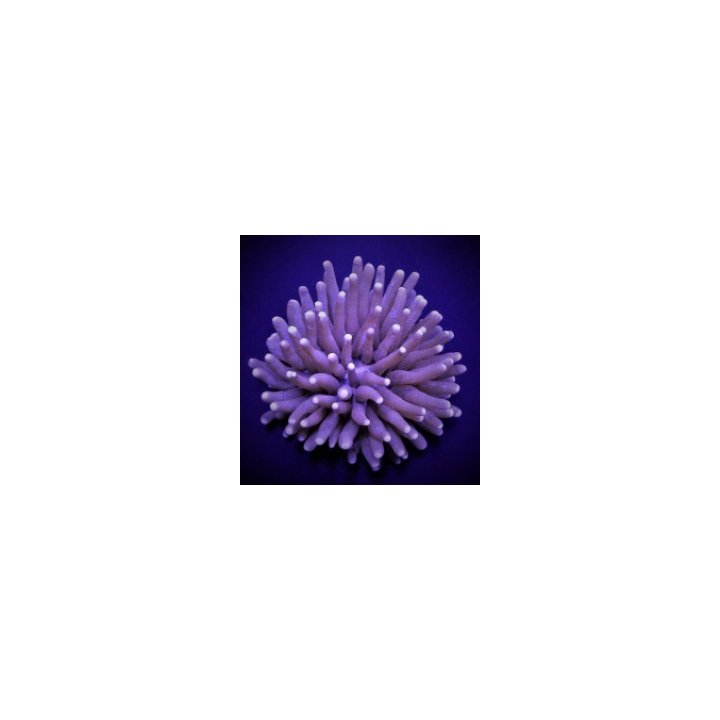 Heliofungia actiniformis (Common) | LPS-kivikoralli | Akvaa…