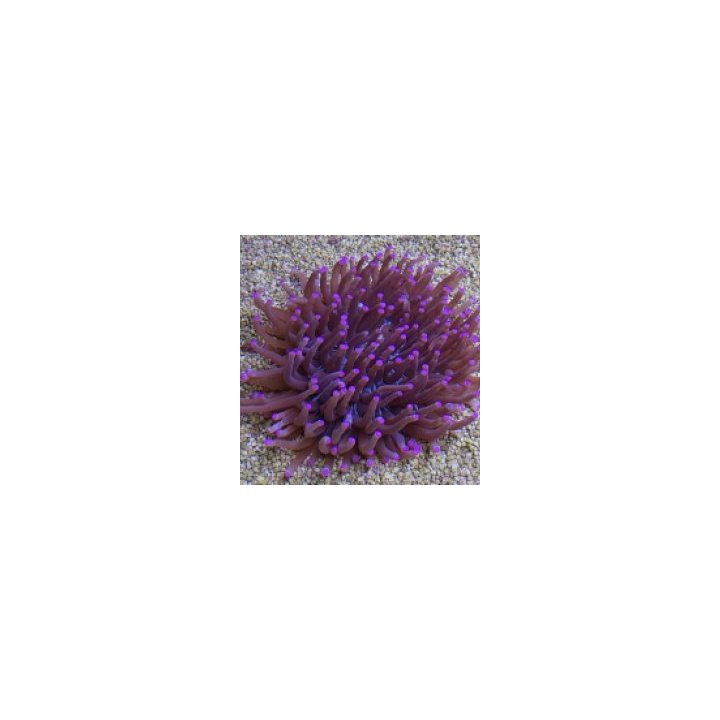 Heliofungia actiniformis (Purple) (Grade B) | LPS-kivikoral…