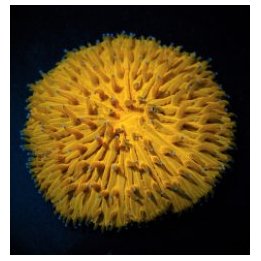 Cycloseris spp. (Orange) | LPS-kivikoralli | Akvaariokeidas