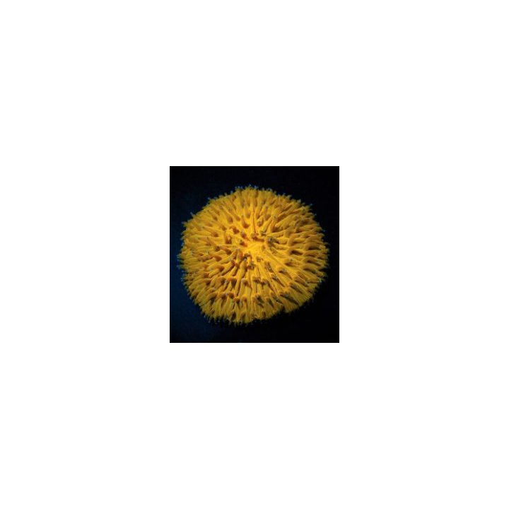 Cycloseris spp. (Orange) | LPS-kivikoralli | Akvaariokeidas