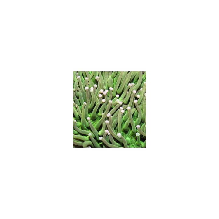 Heliofungia actiniformis (Green) | LPS-kivikoralli | Akvaar…