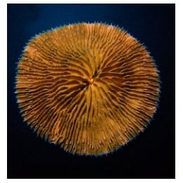 Fungia spp. (Orange) | LPS-kivikoralli | Akvaariokeidas