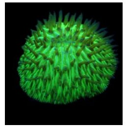 Fungia spp. (Green) | LPS-kivikoralli | Akvaariokeidas