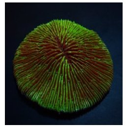 Fungia spp. (Green Edge) | LPS-kivikoralli | Akvaariokeidas