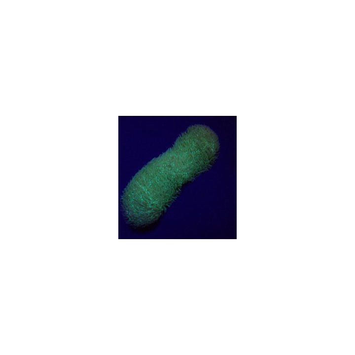 Polyphyllia talpina | LPS-kivikoralli | Akvaariokeidas