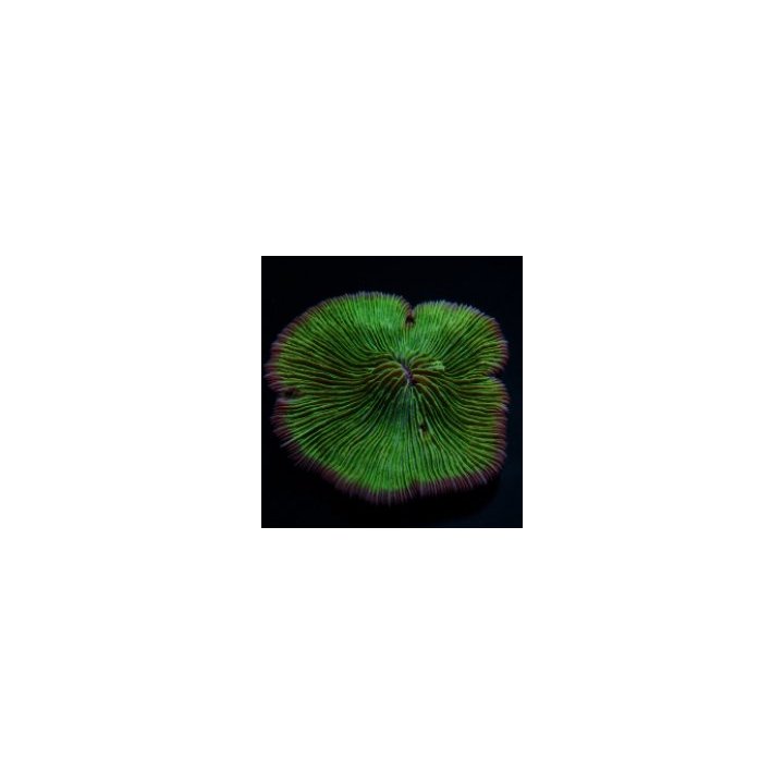 Fungia spp. (Pink Edge) | LPS-kivikoralli | Akvaariokeidas
