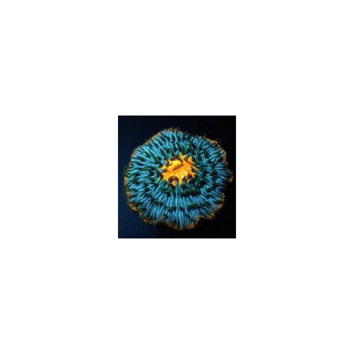 Cycloseris spp. (Premium) | LPS-kivikoralli | Akvaariokeidas