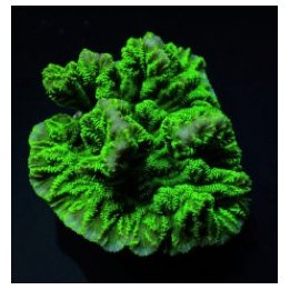 Merulina ampliata (Green) | LPS-kivikoralli | Akvaariokeidas