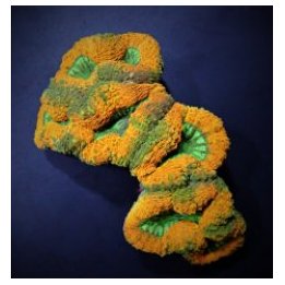 Lobophyllia spp. (Splitcolor) | LPS-kivikoralli | Akvaariok…