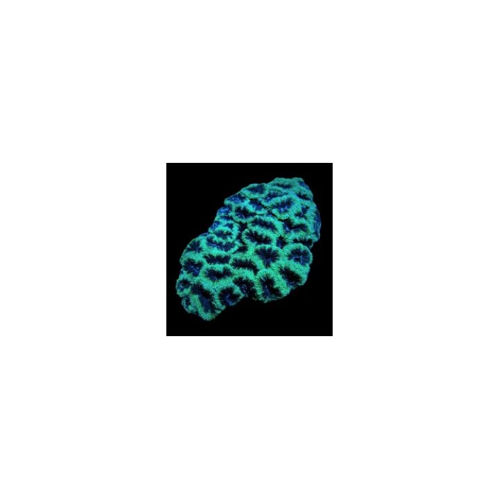 Micromussa spp. (Green) (Premium) | LPS-kivikoralli | Akvaa…