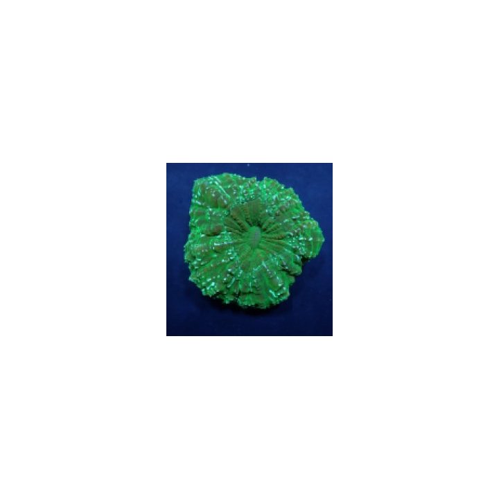 Acanthophyllia deshayesiana (Green) (Ultra) | LPS-kivikoral…