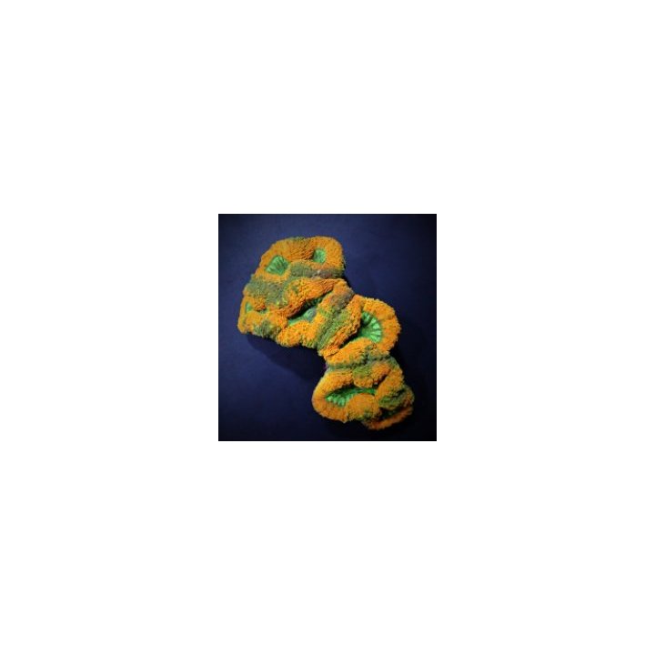 Lobophyllia spp. (Splitcolor) (Premium) | LPS-kivikoralli |…