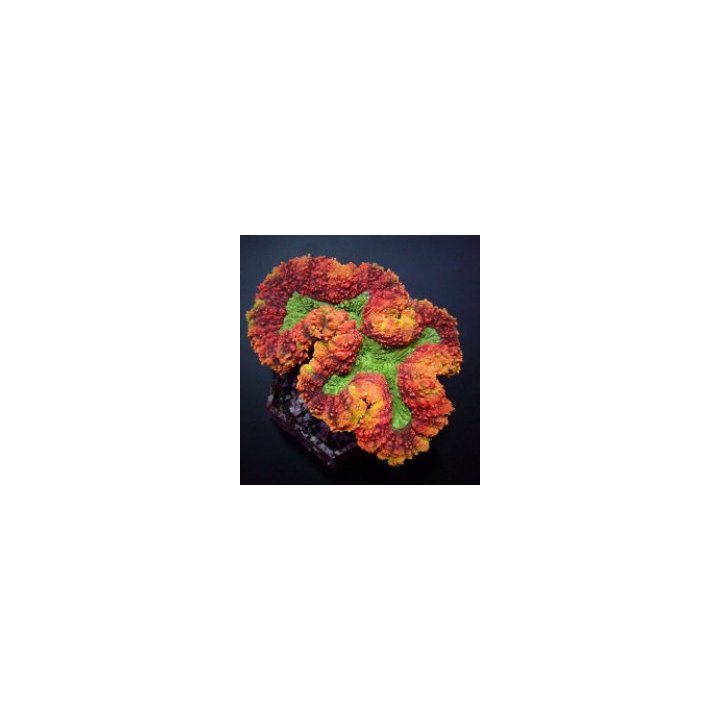 Symphyllia spp. (Rainbow) | LPS-kivikoralli | Akvaariokeidas