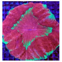 Acanthophyllia deshayesiana (Master Grade) | LPS-kivikorall…