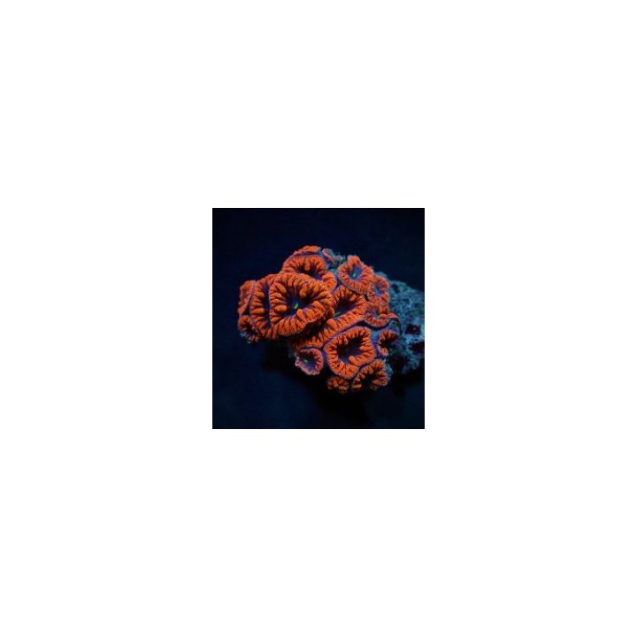 Blastomussa wellsi (Red) (10-12 hds.) | LPS-kivikoralli | A…