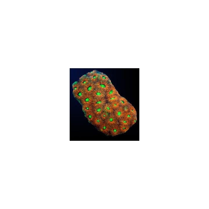 Acanthastrea echinata (Ultra) | LPS-kivikoralli | Akvaariok…