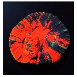 Scolymia australis (Double Head) | LPS-kivikoralli | Akvaar…