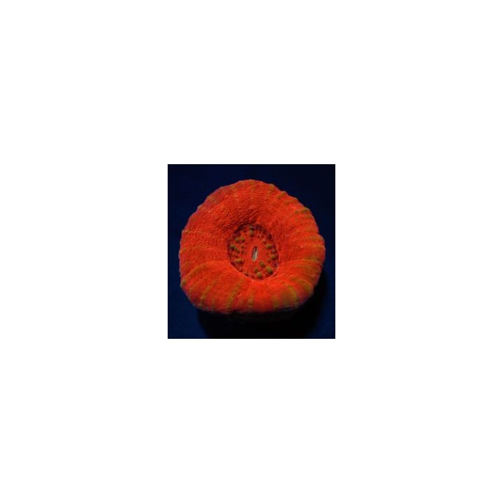 Scolymia australis (Red) | LPS-kivikoralli | Akvaariokeidas