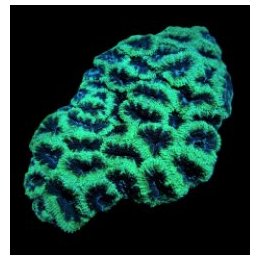 Acanthastrea lordhowensis (Green) | LPS-kivikoralli | Akvaa…