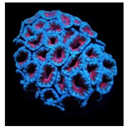 Acanthastrea lordhowensis (Red) | LPS-kivikoralli | Akvaari…