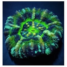 Scolymia australis (Ufo) | LPS-kivikoralli | Akvaariokeidas