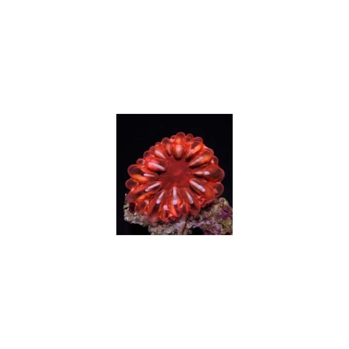 Cynarina lacrymalis (Red) | LPS-kivikoralli | Akvaariokeidas