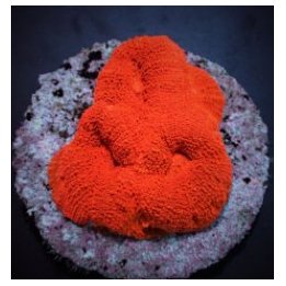 Acanthastrea bowerbanki (Ultra) | LPS-kivikoralli | Akvaari…