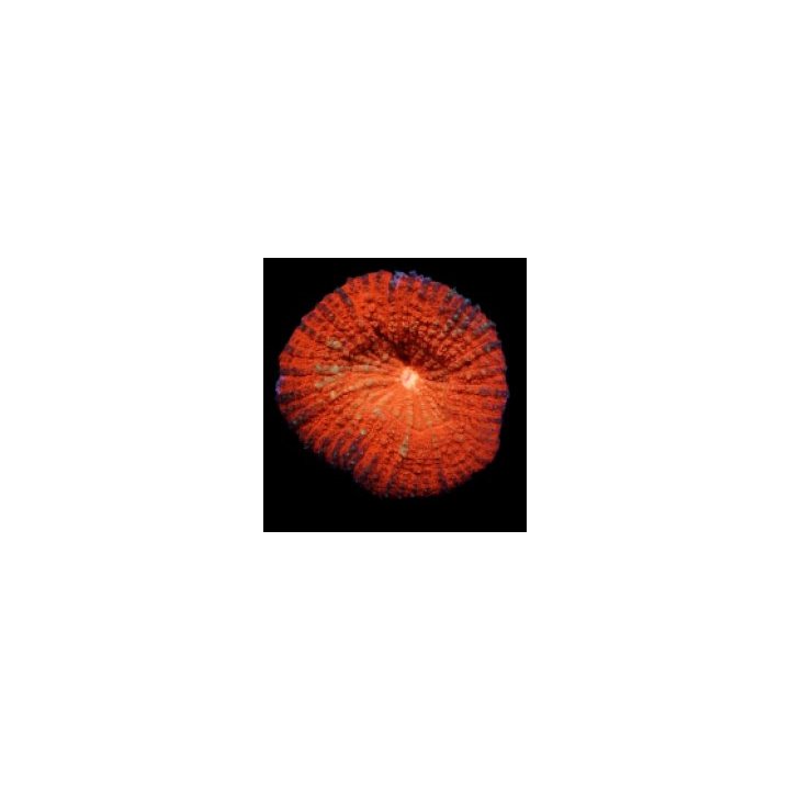 Lobophyllia vitiensis (Orange) | LPS-kivikoralli | Akvaario…
