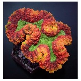 Symphyllia spp. (Rainbow) | LPS-kivikoralli | Akvaariokeidas