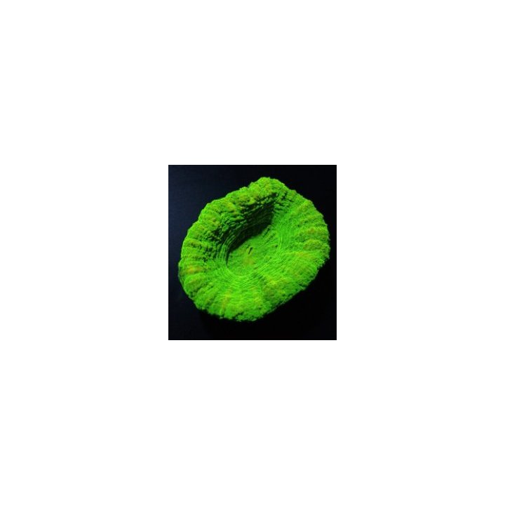 Scolymia australis (Green) | LPS-kivikoralli | Akvaariokeid…