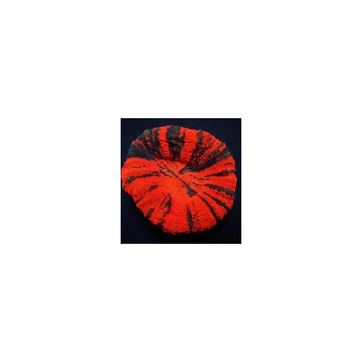 Scolymia australis (War Paint) (Grade B) | LPS-kivikoralli …