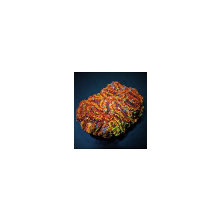 Acanthastrea lordhowensis (Ultra) | LPS-kivikoralli | Akvaa…