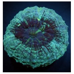 Acanthophyllia deshayesiana (Green) | LPS-kivikoralli | Akv…