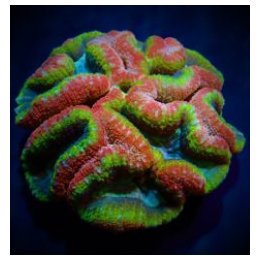 Lobophyllia spp. (Rainbow) | LPS-kivikoralli | Akvaariokeid…