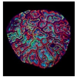 Symphyllia (Australophyllia) wilsoni (Ultra) | LPS-kivikora…