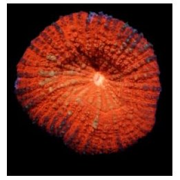 Lobophyllia vitiensis (Orange) | LPS-kivikoralli | Akvaario…