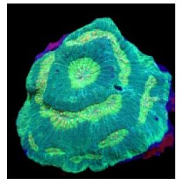 Lobophyllia rowleyensis (Green) | LPS-kivikoralli | Akvaari…