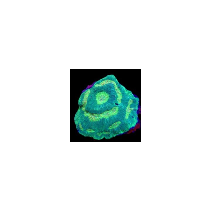 Lobophyllia rowleyensis (Green) | LPS-kivikoralli | Akvaari…