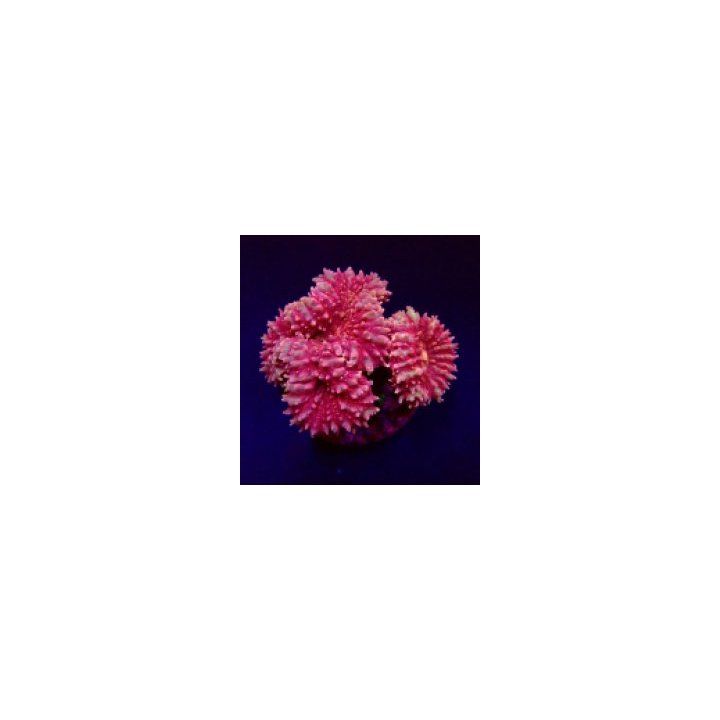 Symphyllia spp. (Pink) | LPS-kivikoralli | Akvaariokeidas