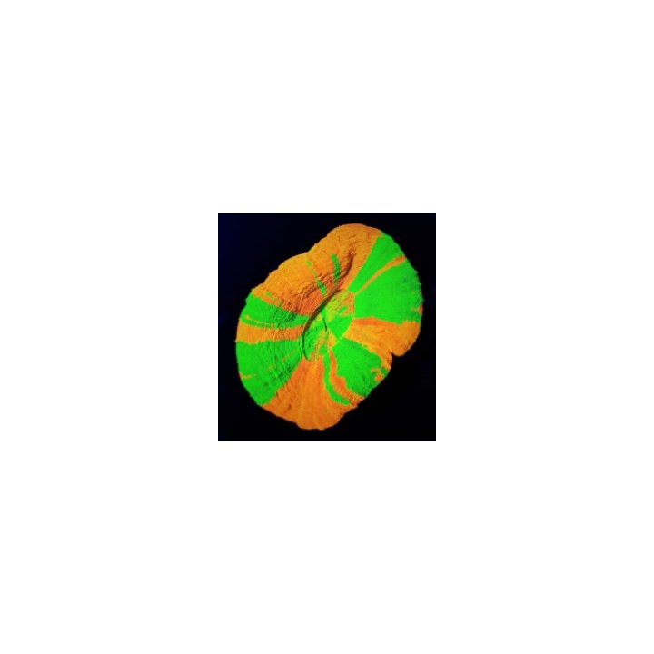 Scolymia australis (Premium) | LPS-kivikoralli | Akvaarioke…