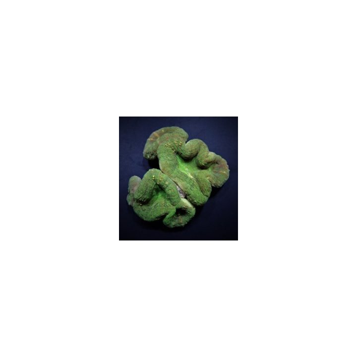 Lobophyllia spp. (Green) (Premium) | LPS-kivikoralli | Akva…