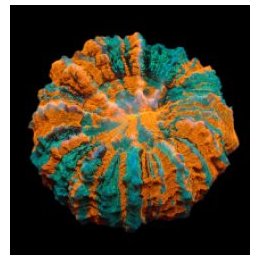Acanthophyllia deshayesiana (Ultra) | LPS-kivikoralli | Akv…